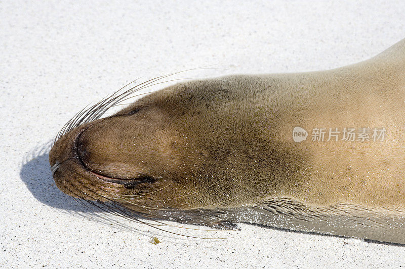 加拉帕戈斯海狮(Zalophus wollebacki)在加德纳海滩